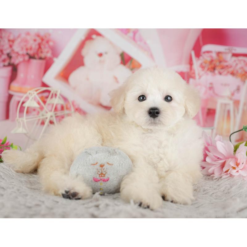 販売中の千葉県のトイプードル-441646の6枚目