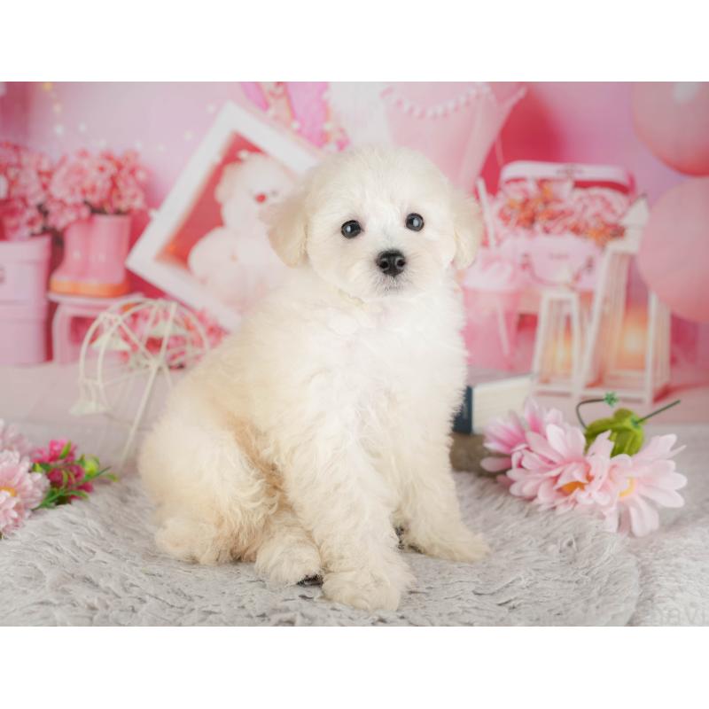 販売中の千葉県のトイプードル-441646の4枚目