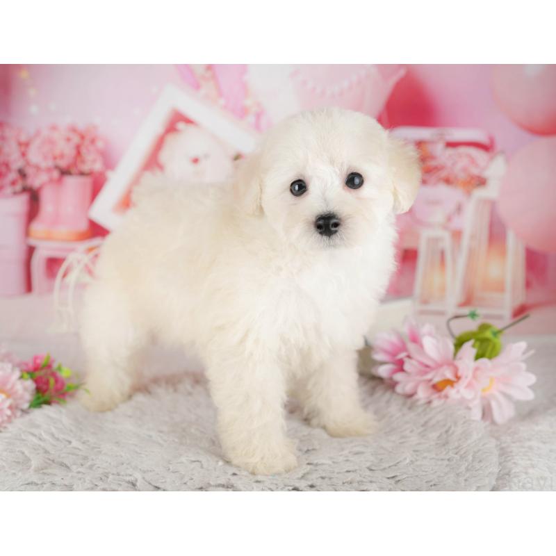 販売中の千葉県のトイプードル-441646の3枚目