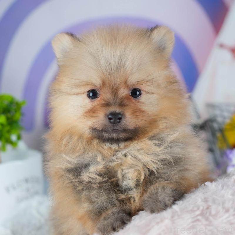 販売中の茨城県のポメラニアン-441003