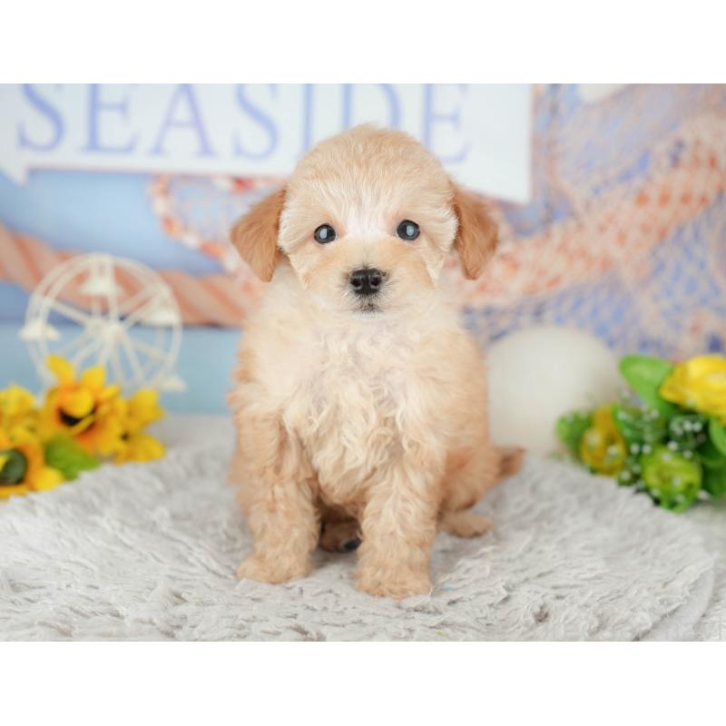 販売中の千葉県のトイプードル-441645の1枚目