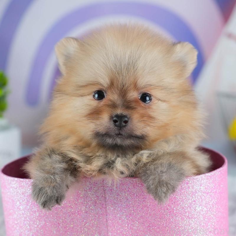 販売中の茨城県のポメラニアン-441003の8枚目