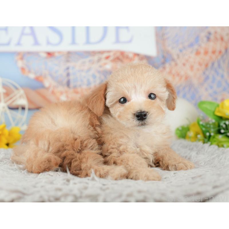 販売中の千葉県のトイプードル-441645の11枚目