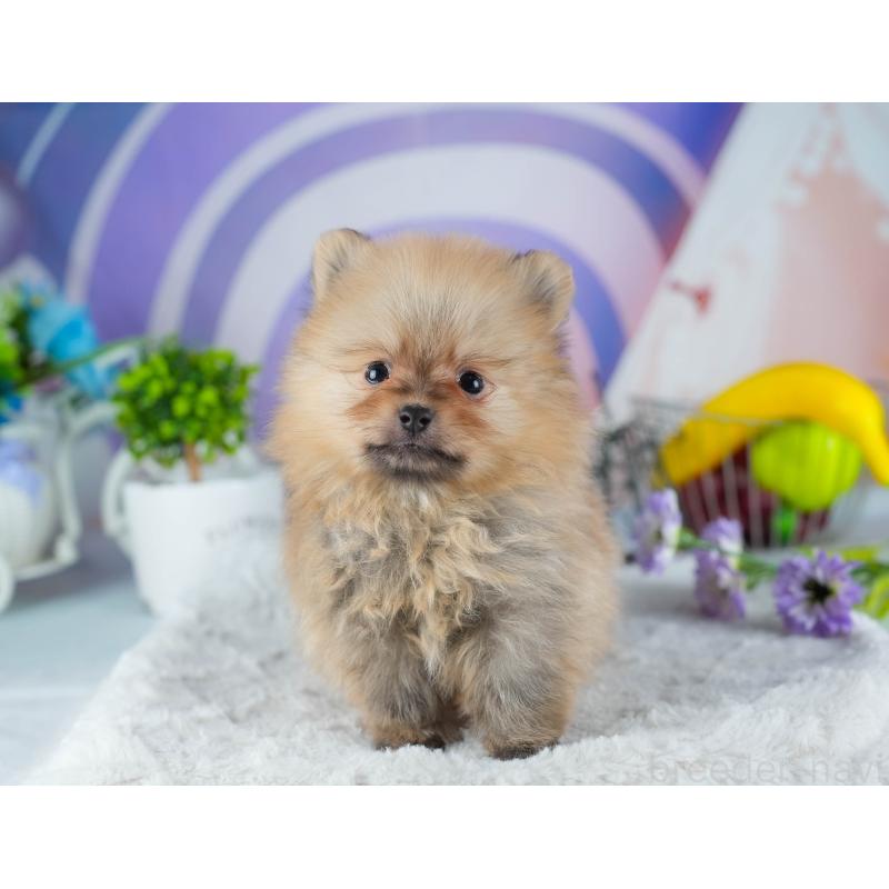 販売中の茨城県のポメラニアン-441003の7枚目