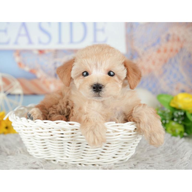 販売中の千葉県のトイプードル-441645の9枚目