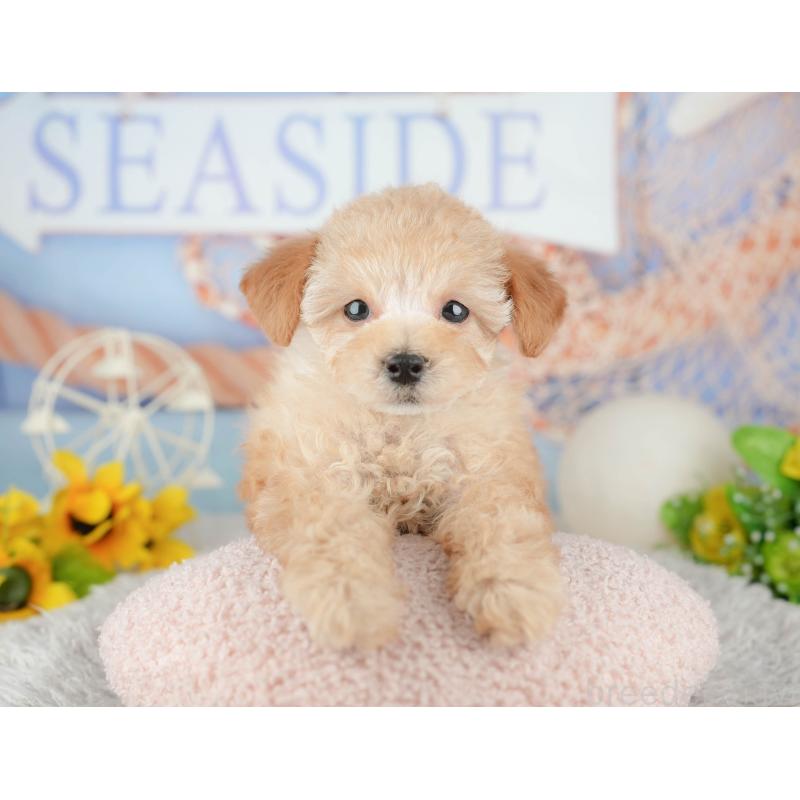 販売中の千葉県のトイプードル-441645の8枚目