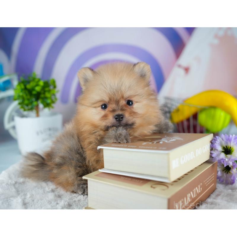 販売中の茨城県のポメラニアン-441003の6枚目