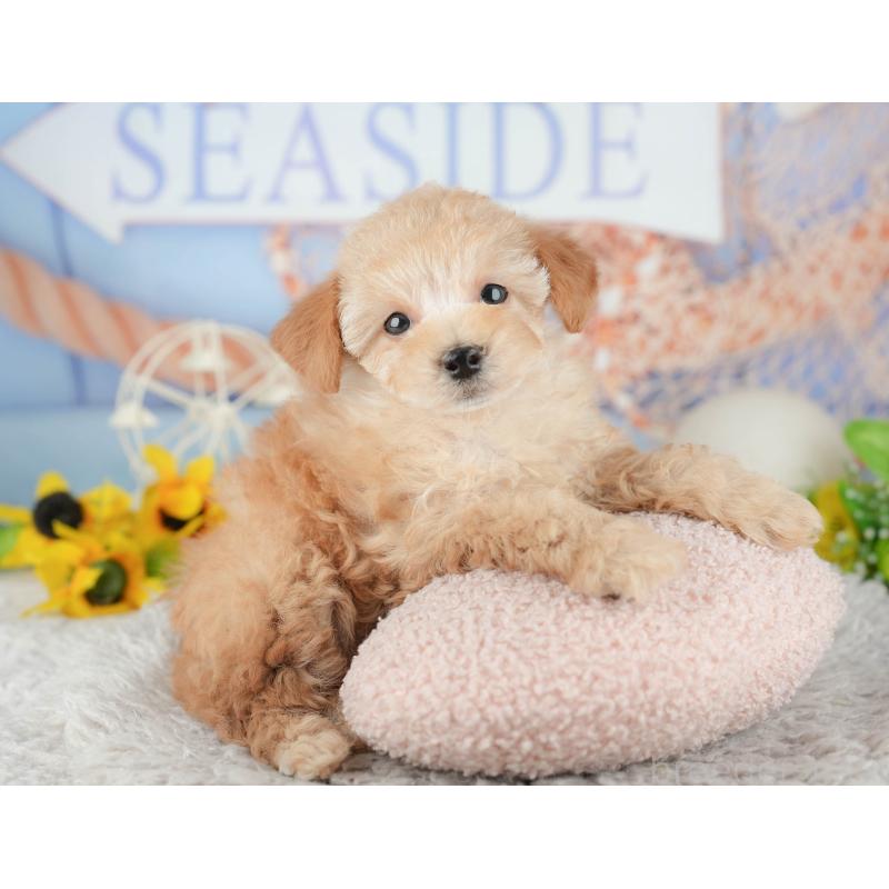 販売中の千葉県のトイプードル-441645の7枚目