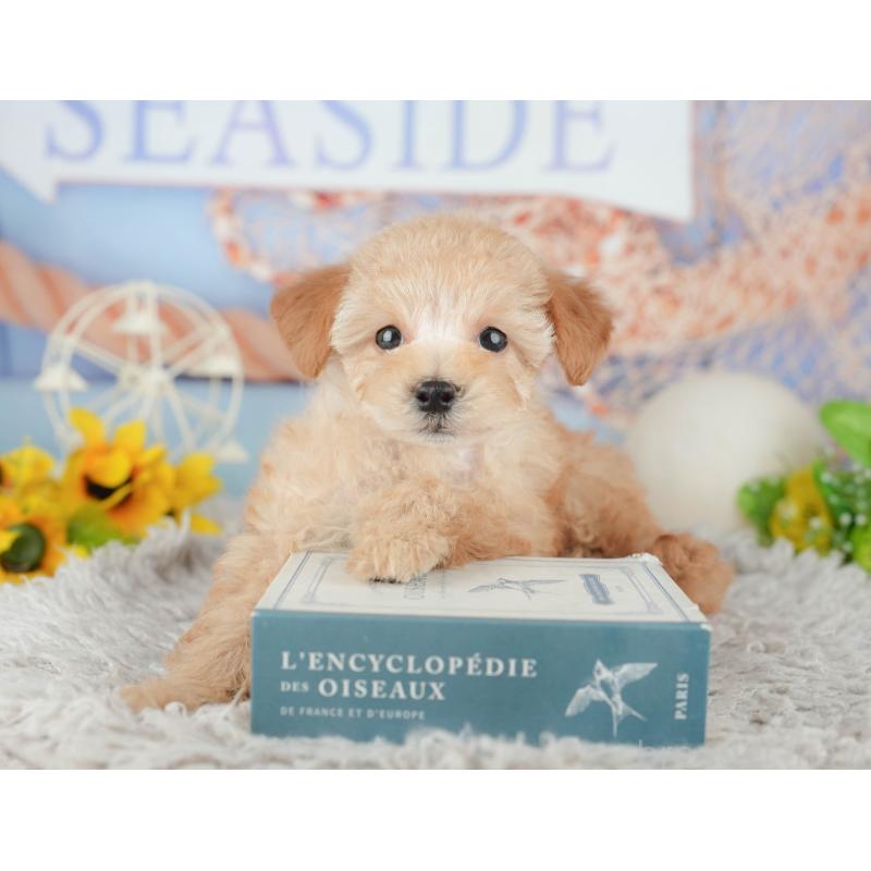 販売中の千葉県のトイプードル-441645の6枚目