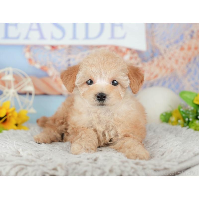 販売中の千葉県のトイプードル-441645の5枚目