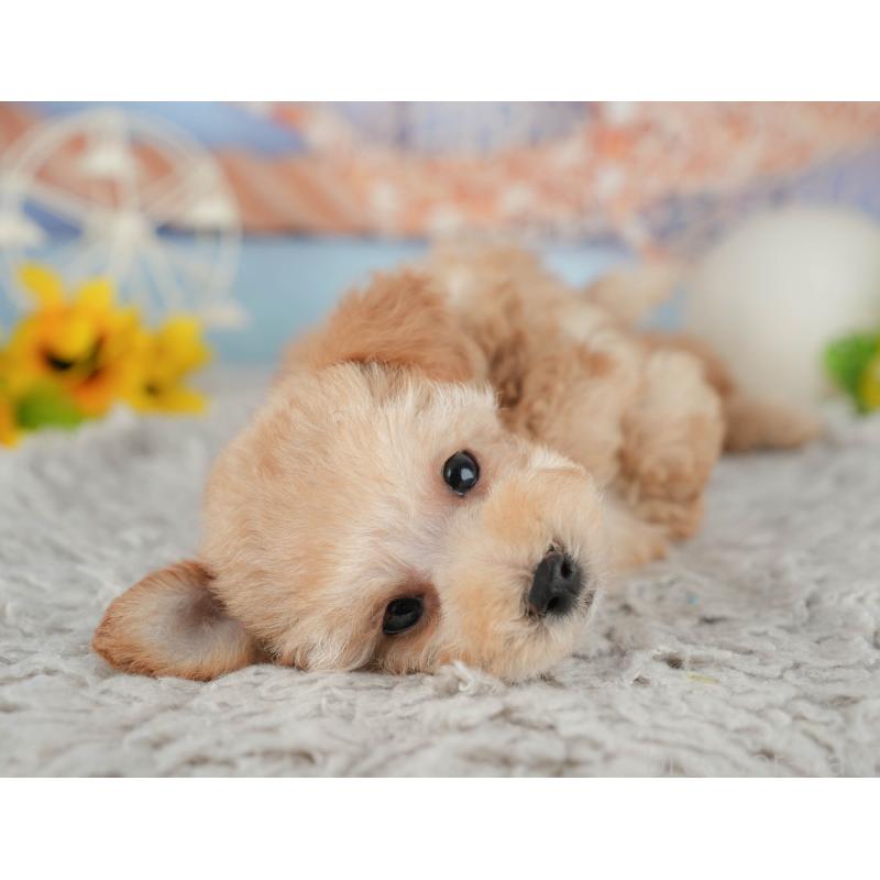 販売中の千葉県のトイプードル-441645の4枚目