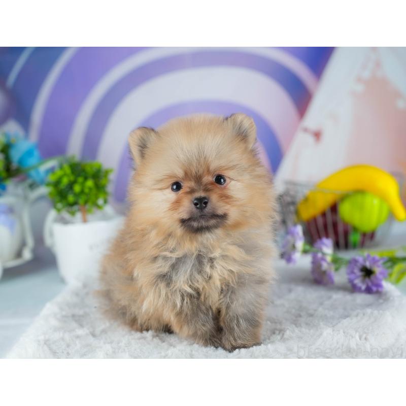 販売中の茨城県のポメラニアン-441003の4枚目