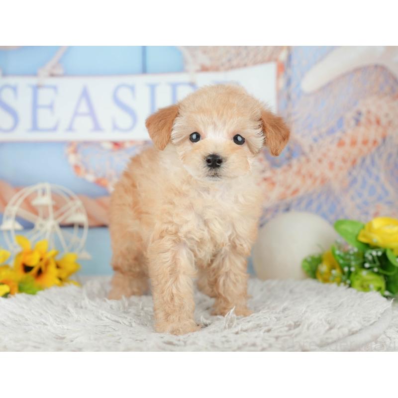 販売中の千葉県のトイプードル-441645の3枚目