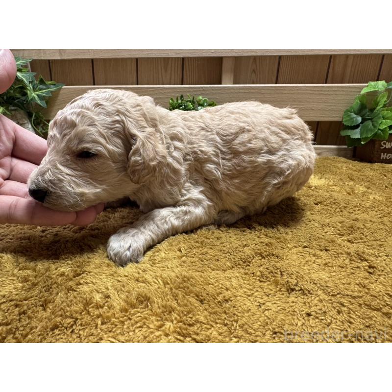 販売中の奈良県のスタンダードプードル-441001の4枚目