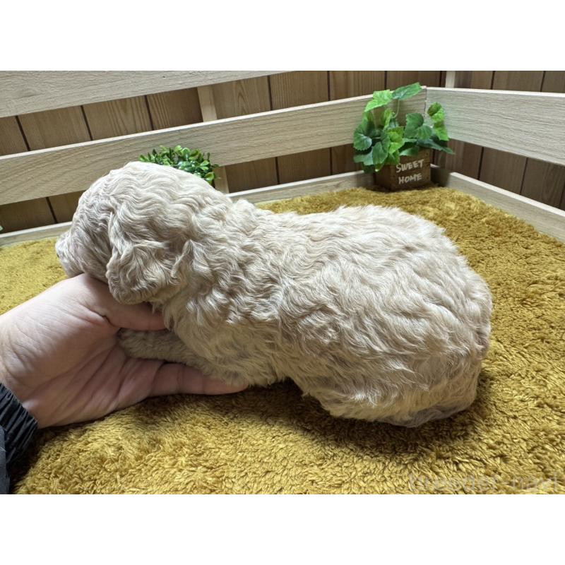 販売中の奈良県のスタンダードプードル-441001の3枚目