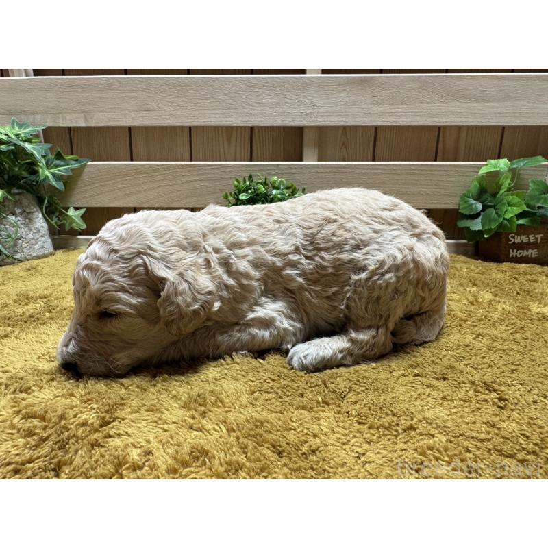 販売中の奈良県のスタンダードプードル-441001の2枚目