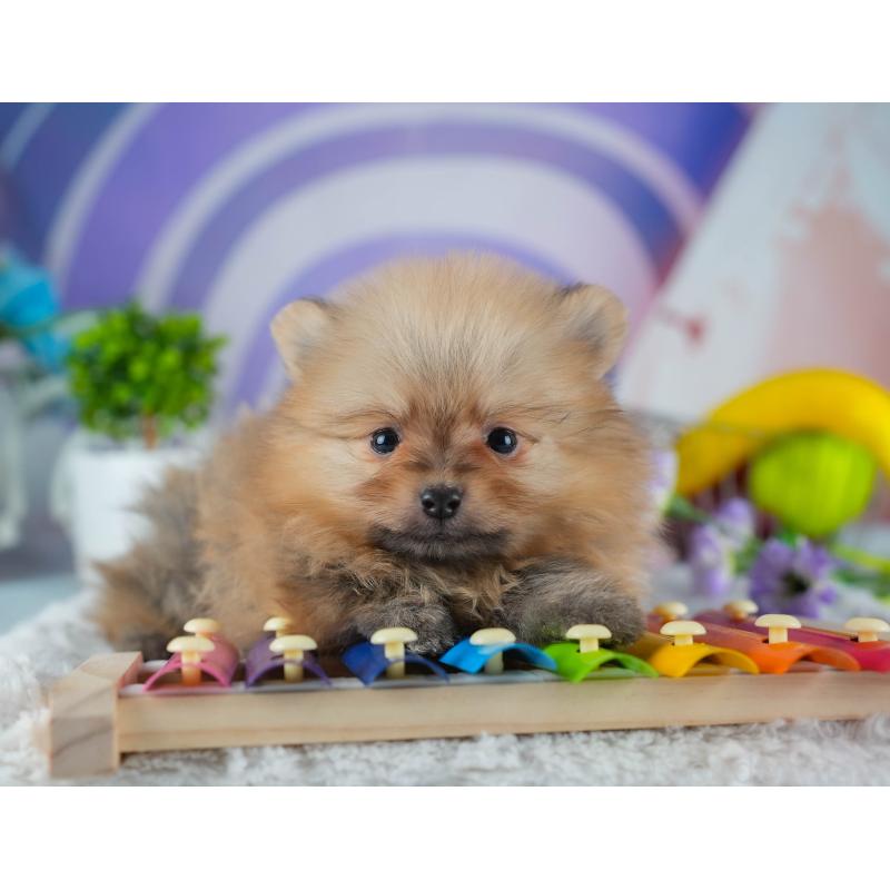 販売中の茨城県のポメラニアン-441003の3枚目