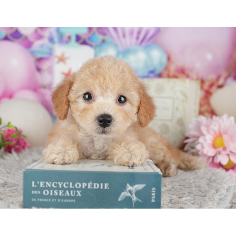 販売中の千葉県のトイプードル-441644の11枚目