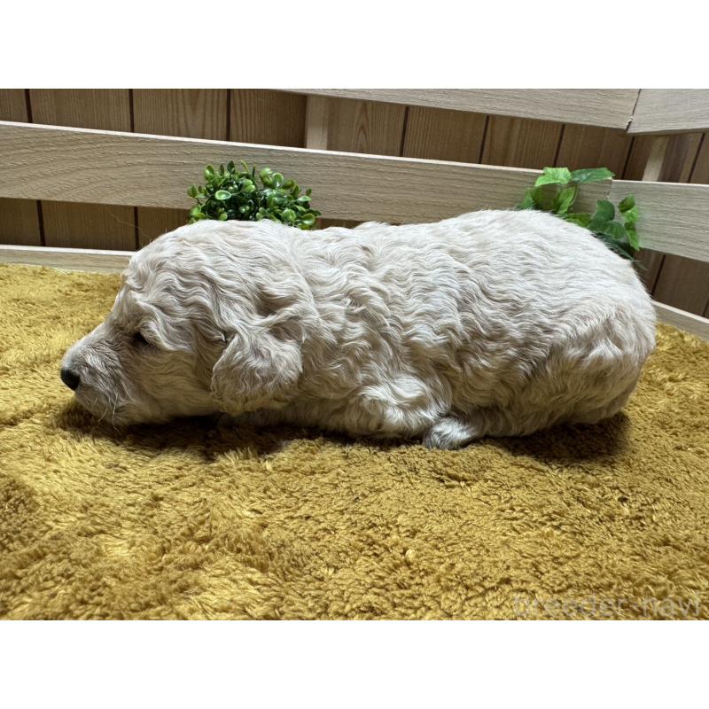 販売中の奈良県のスタンダードプードル-441002の3枚目