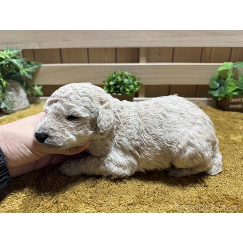 販売中の奈良県のスタンダードプードル-441002の2枚目