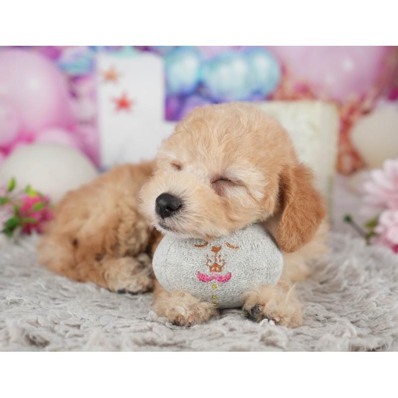 販売中の千葉県のトイプードル-441644の10枚目