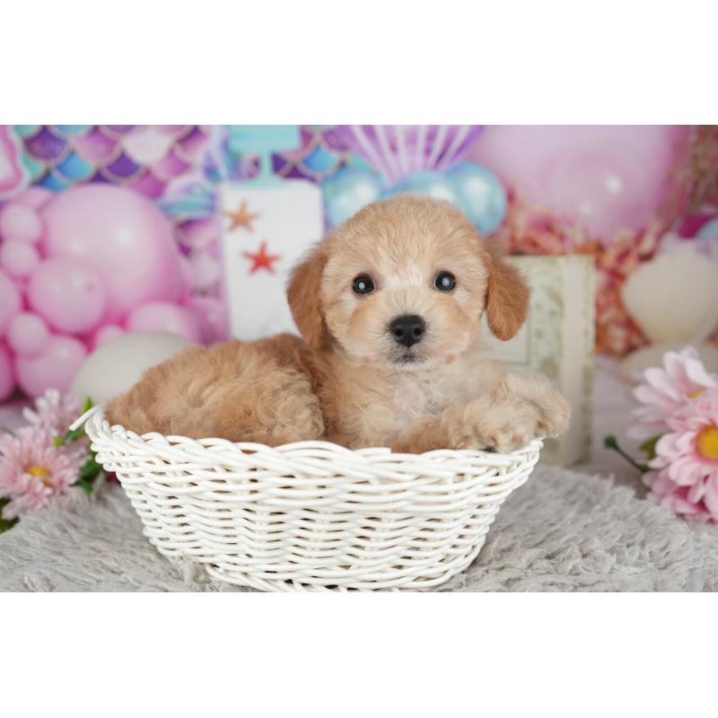 販売中の千葉県のトイプードル-441644の9枚目