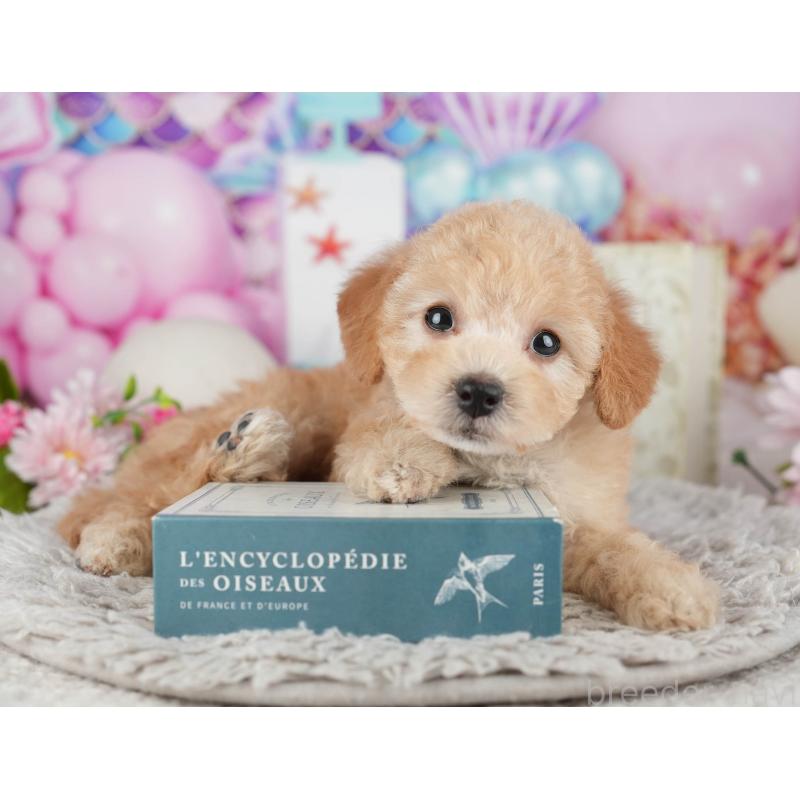 販売中の千葉県のトイプードル-441644の8枚目