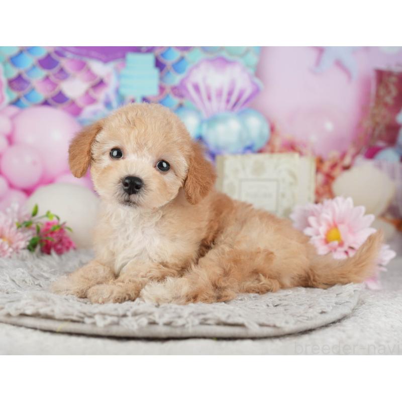 販売中の千葉県のトイプードル-441644の7枚目