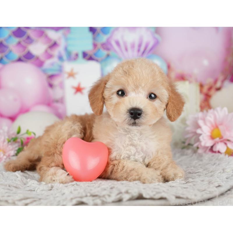 販売中の千葉県のトイプードル-441644の6枚目