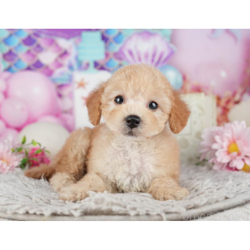 販売中の千葉県のトイプードル-441644の5枚目