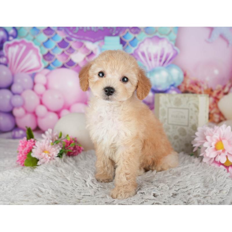 販売中の千葉県のトイプードル-441644の4枚目