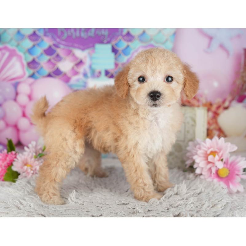 販売中の千葉県のトイプードル-441644の3枚目