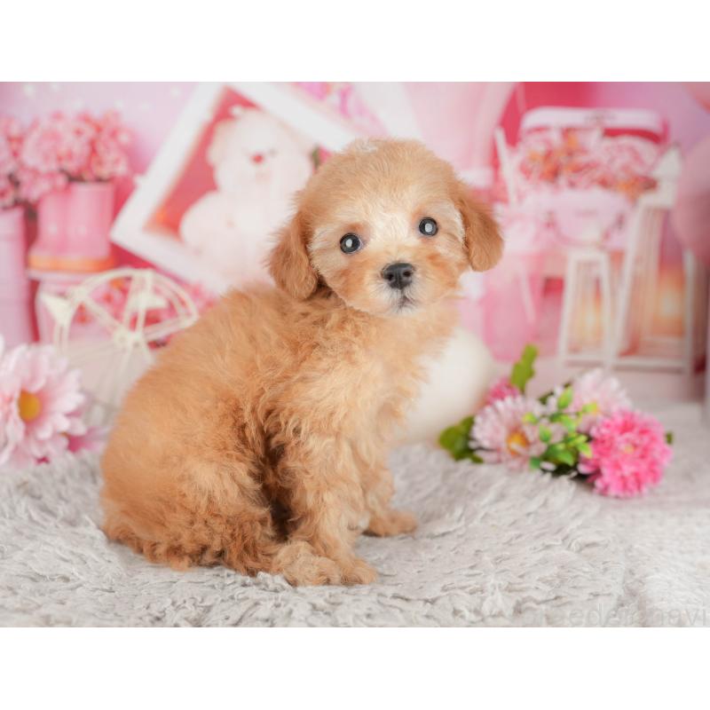 販売中の千葉県のトイプードル-441643の11枚目