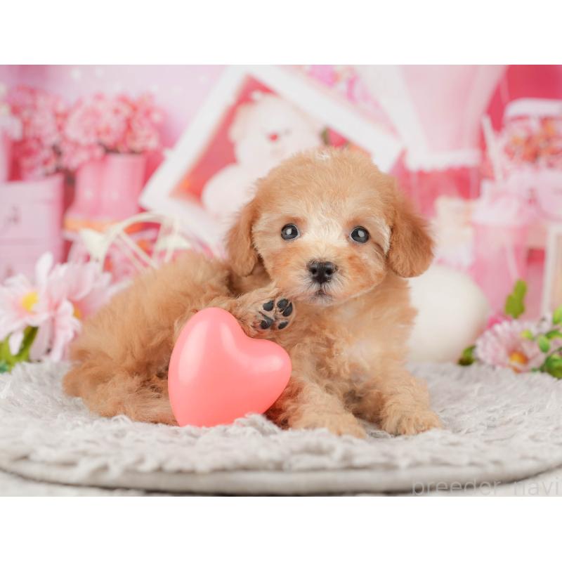 販売中の千葉県のトイプードル-441643の10枚目