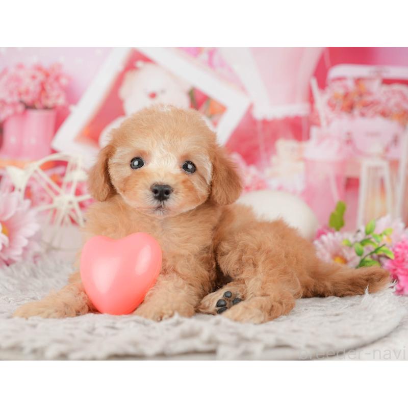 販売中ののトイプードル-441643