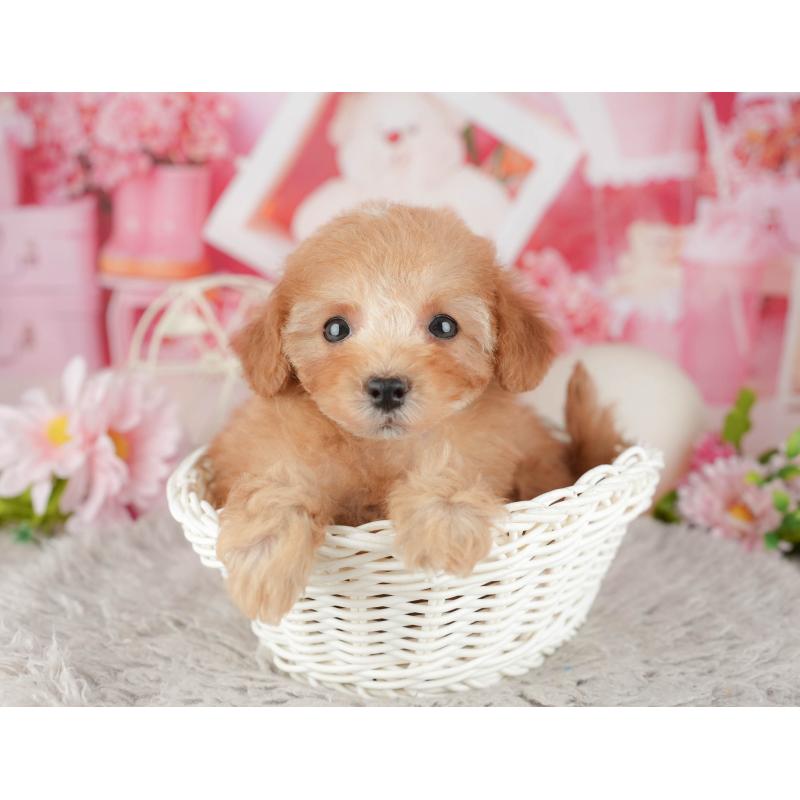 販売中の千葉県のトイプードル-441643の9枚目