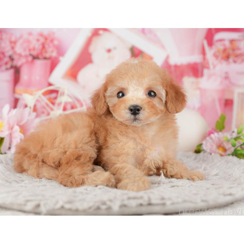 販売中の千葉県のトイプードル-441643の8枚目