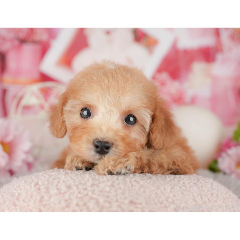 販売中の千葉県のトイプードル-441643の6枚目