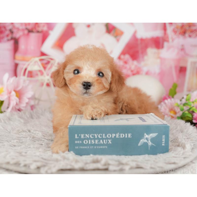 販売中の千葉県のトイプードル-441643の5枚目