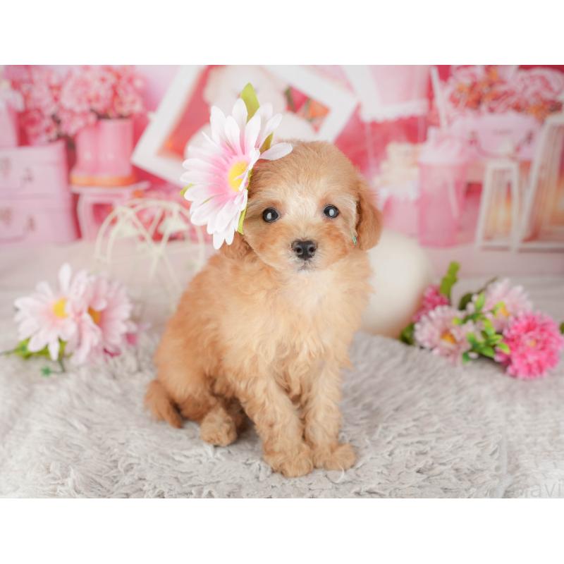 販売中の千葉県のトイプードル-441643の3枚目