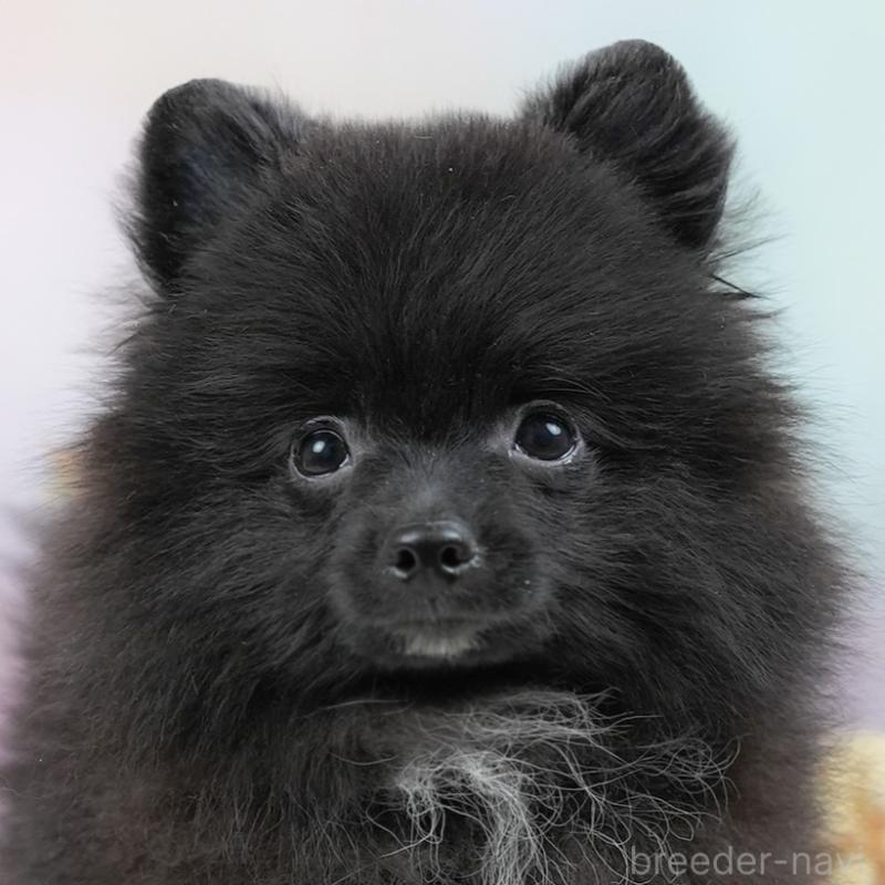 販売中の埼玉県のポメラニアン-441004の1枚目