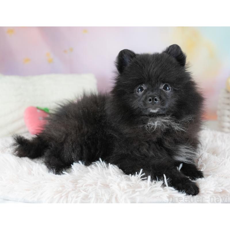 販売中の埼玉県のポメラニアン-441004の10枚目