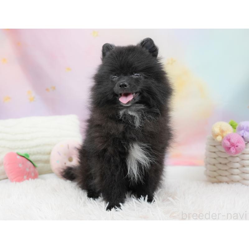 販売中の埼玉県のポメラニアン-441004の9枚目