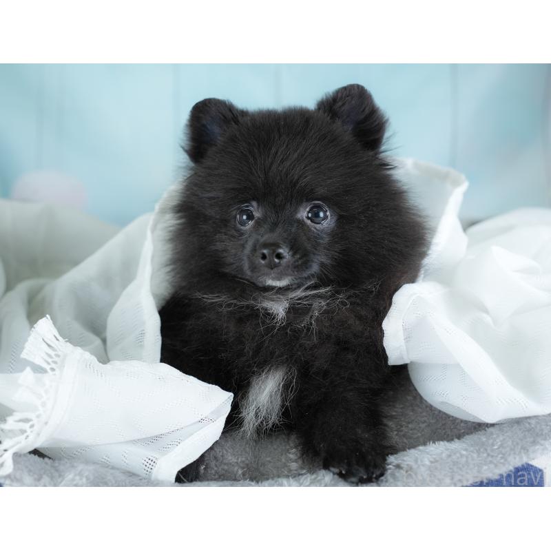 販売中の埼玉県のポメラニアン-441004の8枚目