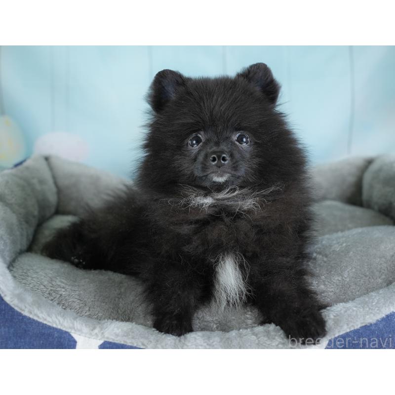 販売中の埼玉県のポメラニアン-441004の7枚目