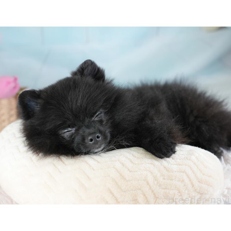 販売中の埼玉県のポメラニアン-441004の6枚目