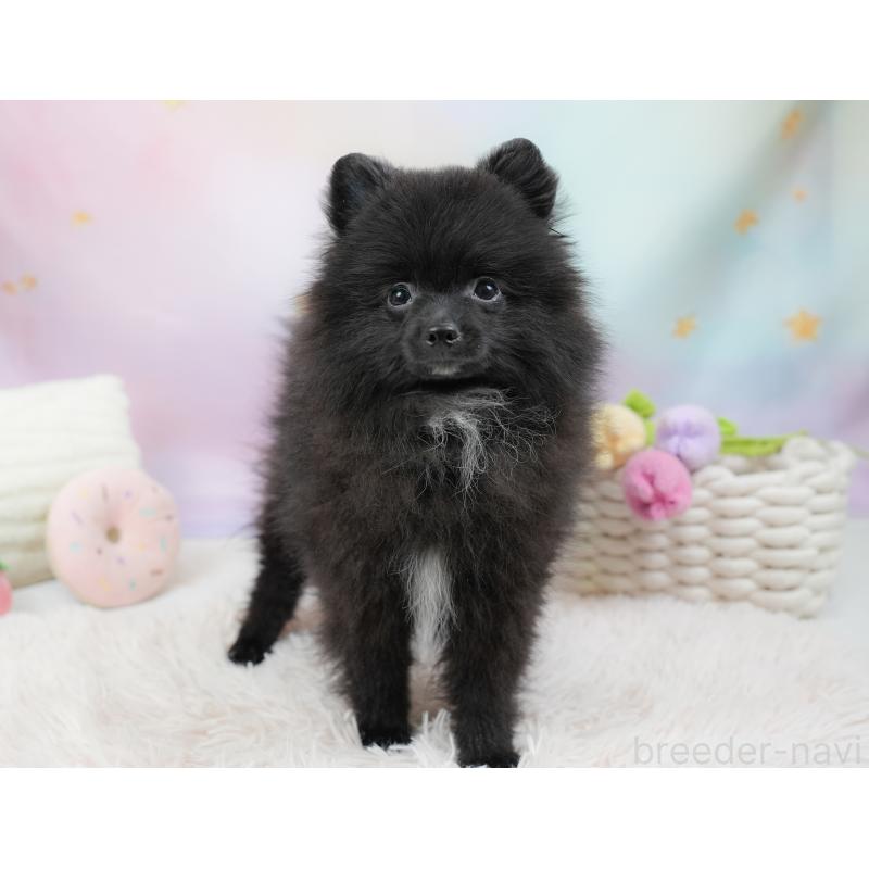 販売中の埼玉県のポメラニアン-441004の4枚目