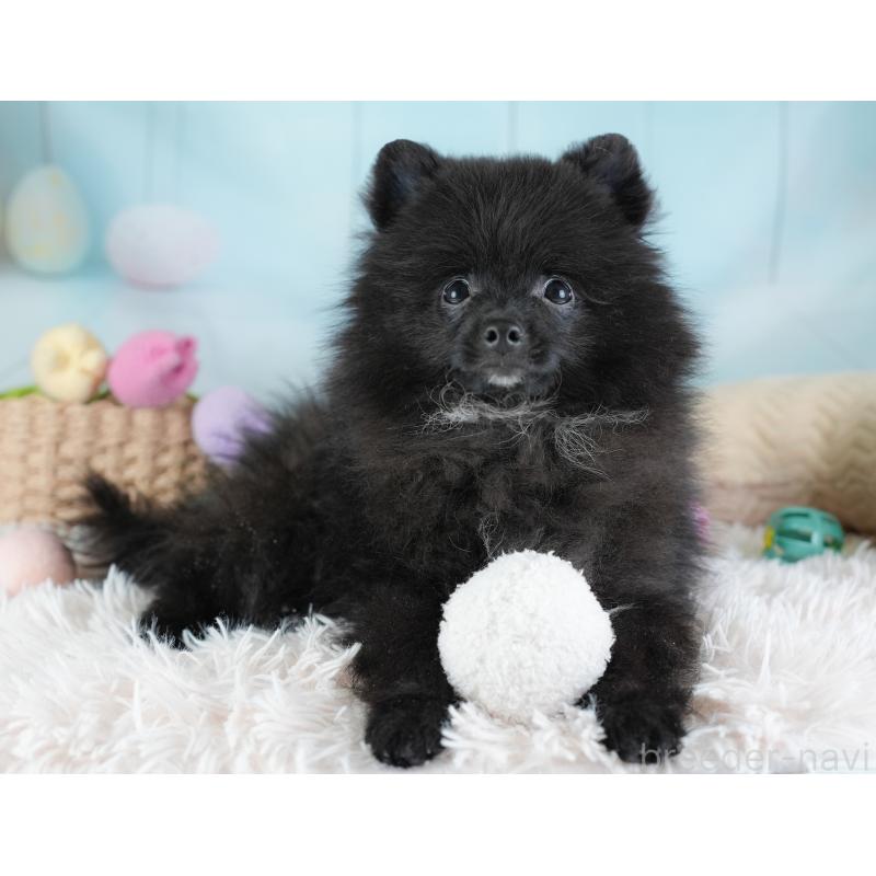 販売中の埼玉県のポメラニアン-441004の3枚目