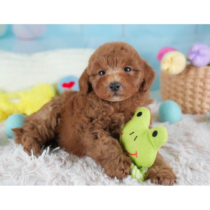 販売中の埼玉県のトイプードル-441006の9枚目