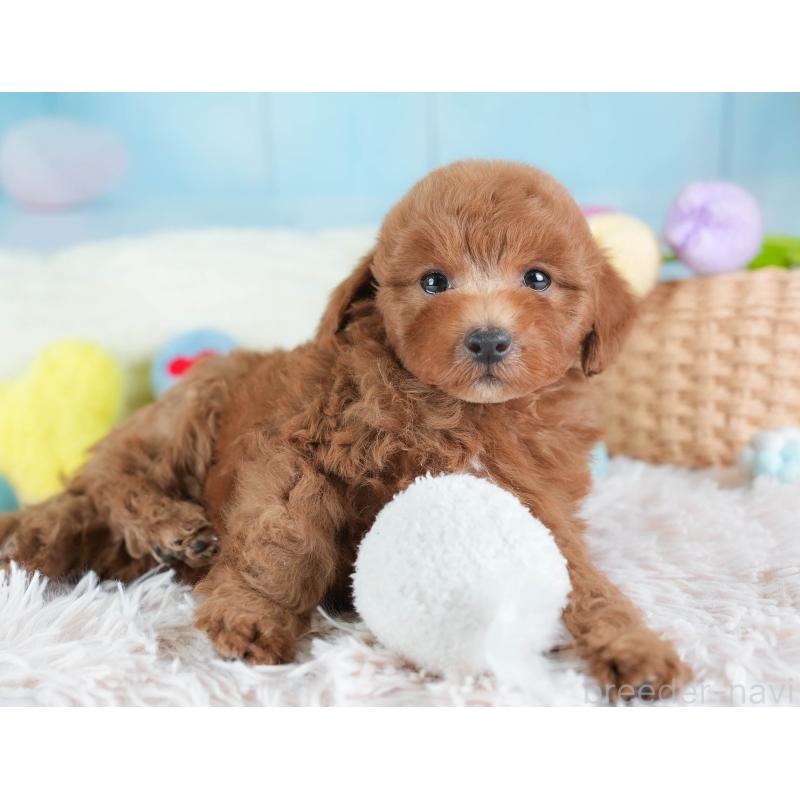 販売中の埼玉県のトイプードル-441006の7枚目